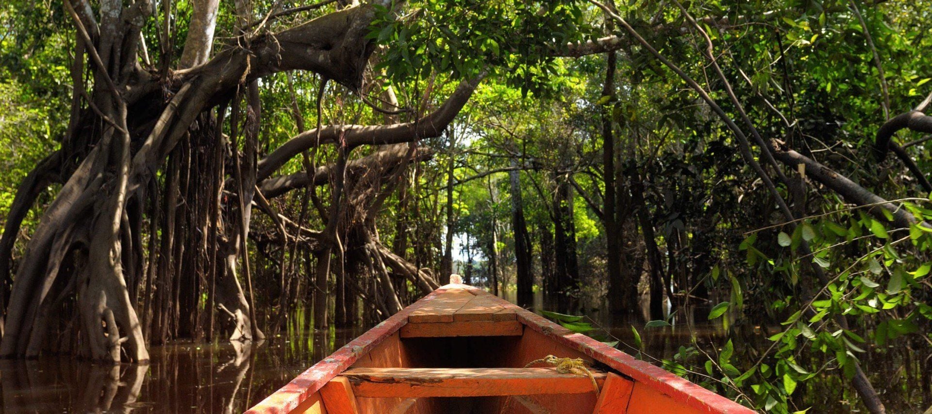 A wooden canoe travels through a flooded forest with tall, twisted trees and dense green foliage, reflecting on the calm, brown water. Sunlight filters through the leaves—an unforgettable scene from Amazon Adventure Tours.