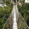 A narrow suspension bridge with wooden planks and rope railings stretches through dense green forest canopy, disappearing into the trees—perfect inspiration for your next adventure or trip planning.