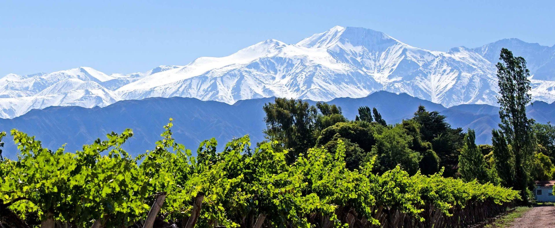 Rows of green grapevines stretch across the foreground, with tall leafy trees behind them. In the background, snow-capped mountains rise under a clear blue sky, painting a classic view often seen while exploring Argentina visa requirements.