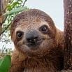 A close-up of a sloth’s face, with wet fur, dark eyes, and a slight smile. The sloth clings to a tree, surrounded by green leaves—a recommended sight for those who travel through the rainforests of seven countries.