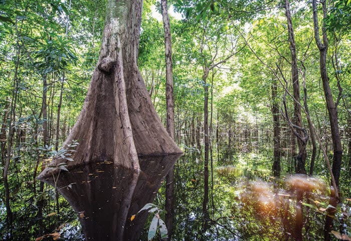 A flooded Amazon Rainforest with tall trees reflecting in the still water. Sunlight filters through the dense canopy, illuminating the scene and hinting at rainforest activities among tree trunks and lush green foliage.
