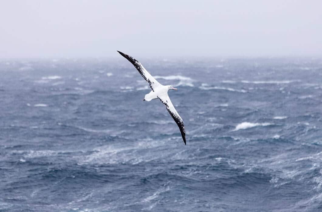 A large albatross with outstretched wings soars above the choppy, gray-blue ocean under a cloudy sky—one of the unforgettable sights found among top Antarctica attractions.