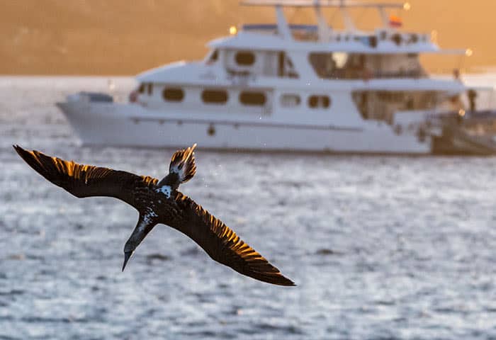 A large bird with outstretched wings flies over water in the Galapagos Islands, with a white yacht in the background and sunlight illuminating this unforgettable travel scene.