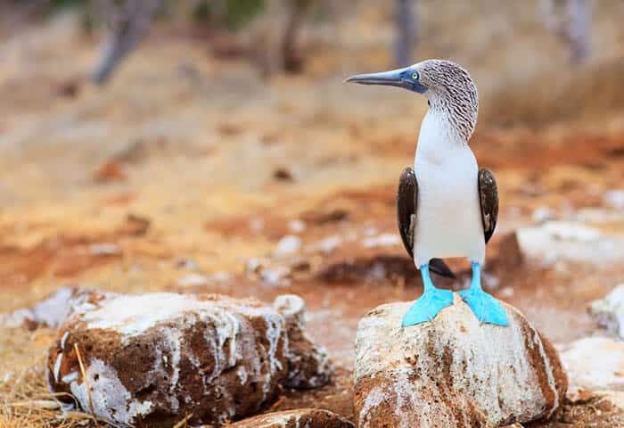 A blue-footed booby bird with bright blue feet stands on a large rock in a dry, brown, and rocky landscape—a must-see sight when exploring Galapagos activities in the Galapagos Islands.