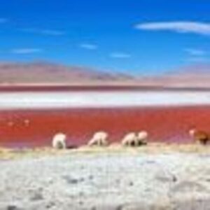Four llamas graze near the red waters of a salt lake, with mountains and a blue sky with thin clouds in the background—perfect for travelers seeking upgraded accommodation at competitive pricing.
