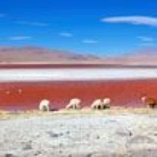 Four llamas graze near the red waters of a salt lake, with mountains and a blue sky with thin clouds in the background—perfect for travelers seeking upgraded accommodation at competitive pricing.