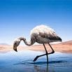 A friendly flamingo stands in shallow water, bending its neck to drink, with a simple blue sky and sandy landscape in the background.