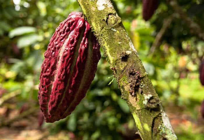 A close-up of a ripe cacao pod, reddish-brown and textured, growing on a moss-covered tree branch with a blurred green background—an intriguing glimpse into the unique things to do when you travel to the Galapagos Islands.