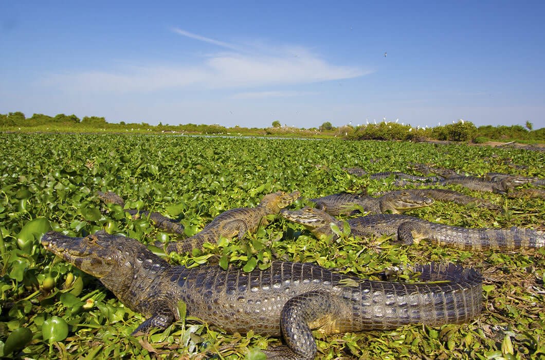 Several caimans rest on dense green vegetation by the water under a clear blue sky—an incredible scene that showcases the natural beauty of Paraguay attractions and highlights reasons to explore Paraguay tourism.