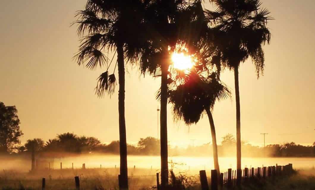 Sunlight shines through tall palm trees, casting long shadows over a misty rural landscape with a fence and field in the foreground, under a golden morning sky—one of many stunning sights among Paraguay attractions.