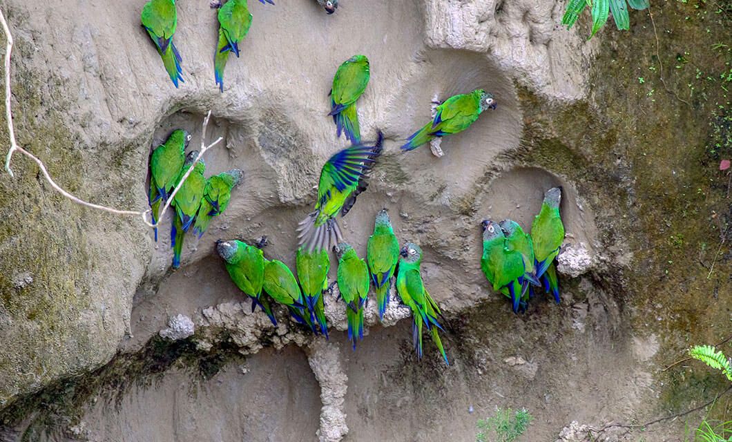 A group of green parrots with blue-tipped wings cling to the side of a clay cliff near the Napo Wildlife Center in the Ecuador Amazon, some perched and others in flight, surrounded by patches of green foliage.