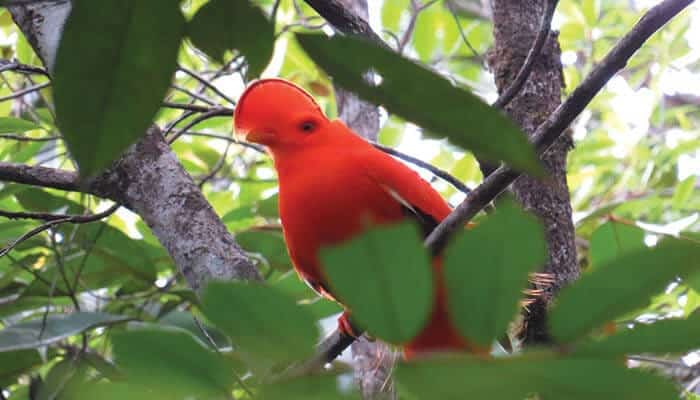A bright orange-red bird perches on a tree branch, partially hidden by green leaves in a lush forest—a common sight for birdwatchers exploring Suriname or looking for things to do in Guyana.
