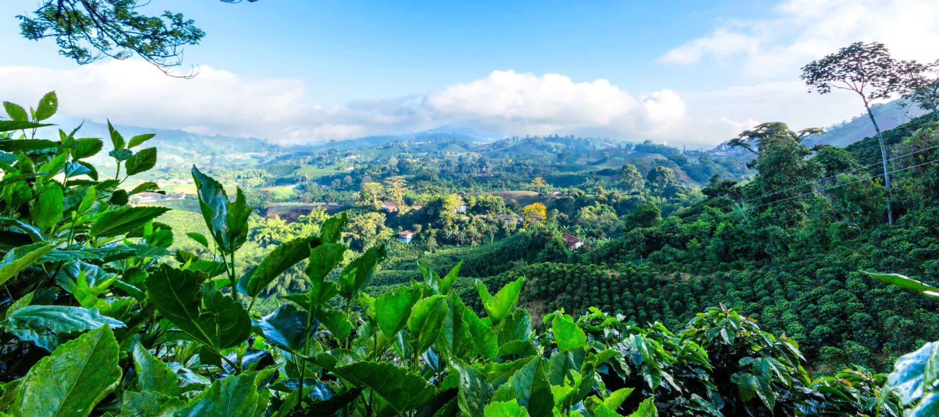 Lush green coffee plants in the foreground overlook rolling hills, dense forests, and scattered houses under a bright blue sky—an iconic scene perfect for Colombia Coffee lovers or unforgettable Coffee Region Tours.