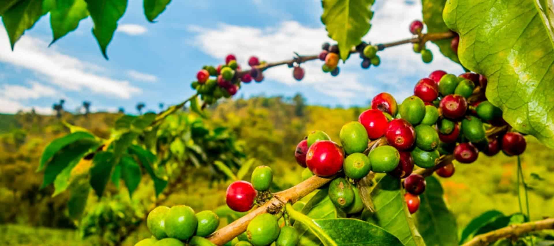 Close-up of coffee plant branches with clusters of red and green coffee cherries, set against lush greenery and a partly cloudy sky—a captivating scene often savored on Colombia culinary tours.