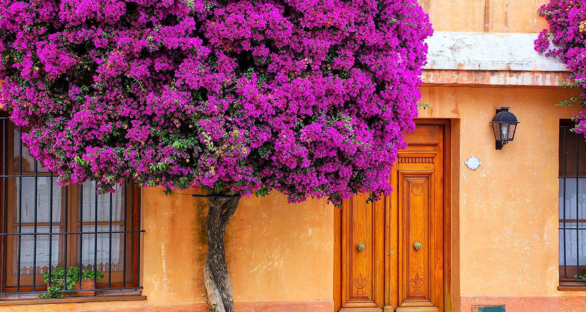 A vibrant tree with dense purple flowers grows beside an orange stucco building with wooden doors and windows, creating a colorful and inviting street scene perfect for a Uruguay romantic getaway.