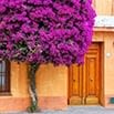 A vibrant purple-flowered tree grows in front of a peach-colored building with a wooden door and window, adding a burst of color to the Old Town Colombia street scene.
