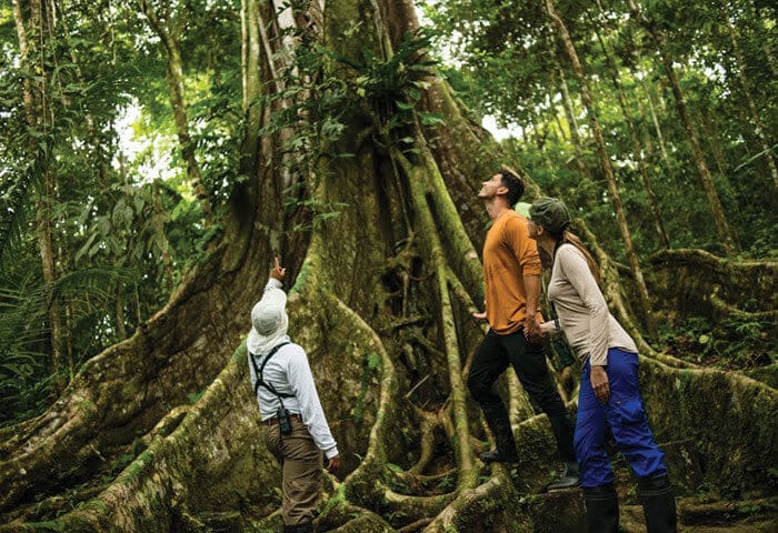 Three people stand at the base of a huge tree with sprawling roots in the dense Amazon Rainforest, gazing up at its trunk and canopy. One person points upward, marveling at its size—a memorable highlight among Amazon activities.