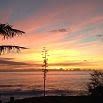 Colorful sunset over the ocean with a silhouetted tree in the foreground and streaks of pink, orange, and yellow clouds in the sky—capturing the dreamy beauty of a trip down South.