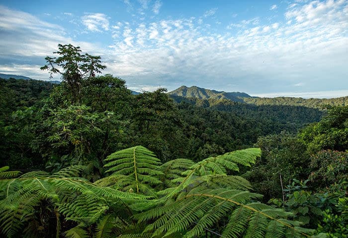 Dense tropical rainforest with lush green foliage and large ferns in the foreground, rolling hills covered in trees, and a partly cloudy blue sky above—an iconic landscape among the top things to do when exploring South America.