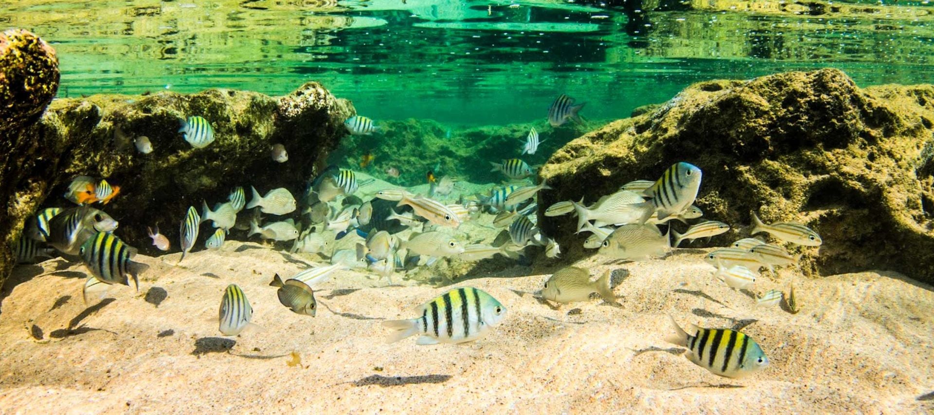 A colorful underwater scene shows many small tropical fish with striped patterns swimming above a sandy bottom, surrounded by rocks in clear, sunlit water—an unforgettable sight on Fernando de Noronha excursions.