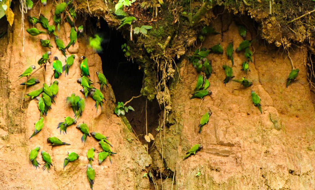 A large group of green parrots gathers on the face of a clay cliff near Corto Maltes Lodge, pecking at the surface, surrounded by patches of vegetation and a central dark crevice.