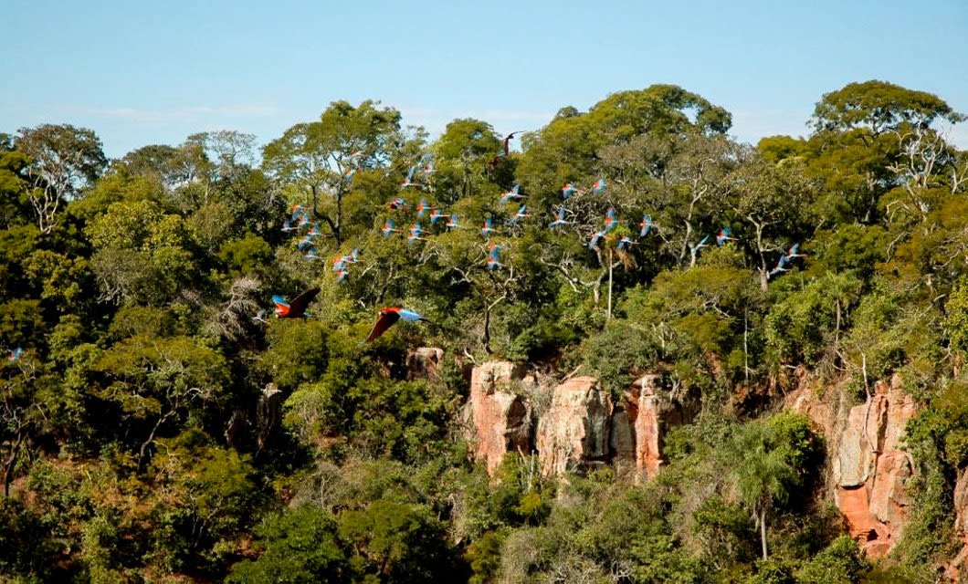 A flock of colorful macaws flies over the dense green Amazon forest with tall trees and reddish rock cliffs, as seen near Mirante do Gavião Amazon Lodge under a clear blue sky.