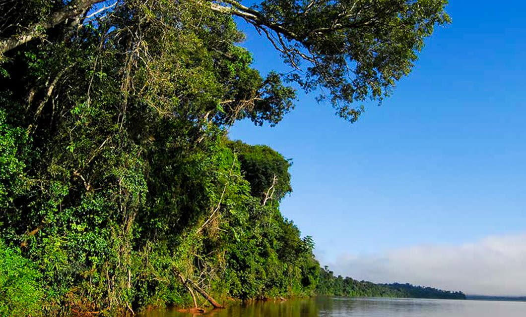 A lush green forest borders a calm river under a clear blue sky near Yacutinga Lodge, with tall trees leaning over the water and dense foliage along the riverbank.