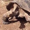 Close-up of a giant tortoise’s front leg and part of its shell as it moves across dry, brown soil—an unforgettable wildlife experience.
