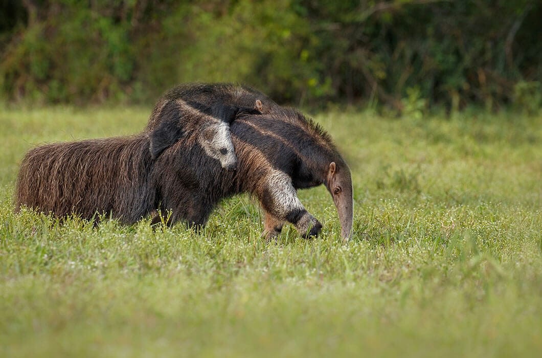A giant anteater walks through grassy terrain with a baby on its back, highlighted against blurred greenery. Spotting these unique animals is one of the fascinating things to do in Guyana, French Guiana, or Suriname.