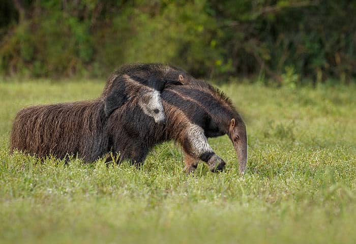 A giant anteater walks through grassy vegetation with a baby riding on its back; both have long snouts and bushy tails, set against a blurred green forest—an extraordinary wildlife sight often sought on South America travel adventures.