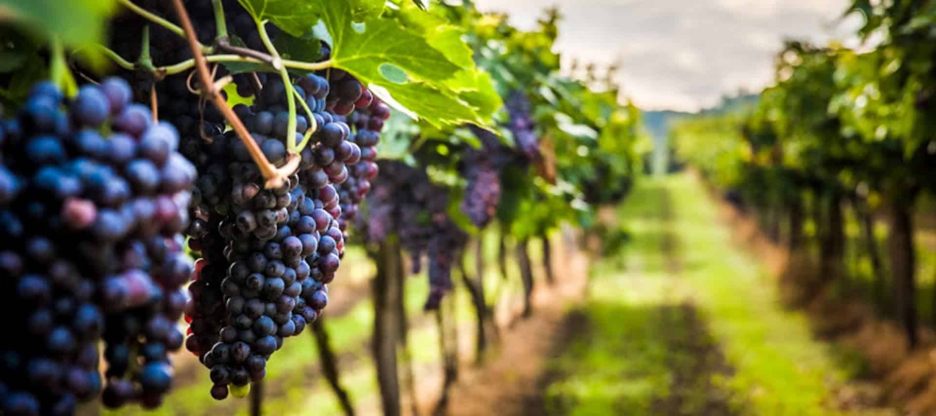 Close-up of ripe purple grapes hanging from vines in a vineyard, perfect for Peru wine tours, with rows of grapevines stretching into the blurred background under soft sunlight.
