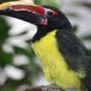 A colorful bird with a large, red and black beak, bright yellow chest, and dark green feathers perches on a branch—capturing the magic of a memorable trip surrounded by lush, blurred green foliage.