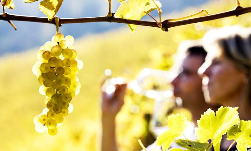 A close-up of a cluster of yellow grapes hanging on a vine, with two people blurred in the background tasting wine in a sunlit vineyard near the Cavas Wine Lodge luxury hotel.