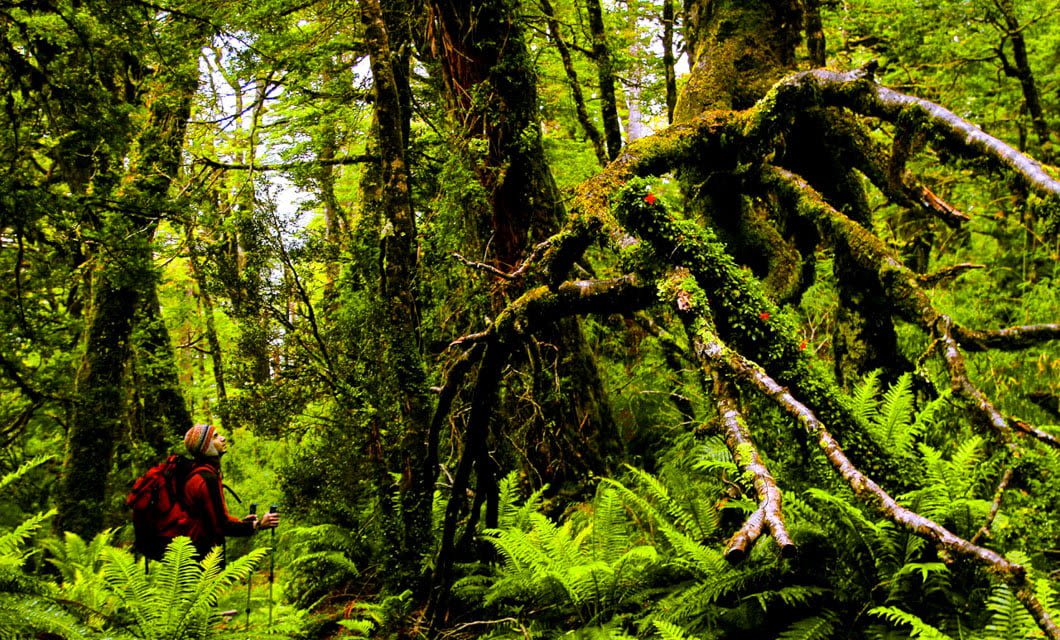 A hiker with a red backpack walks through a lush, green Patagonian forest in Chile, filled with ferns and moss-covered trees, next to a tree with large, exposed roots jutting out dramatically near Puyuhuapi Lodge.