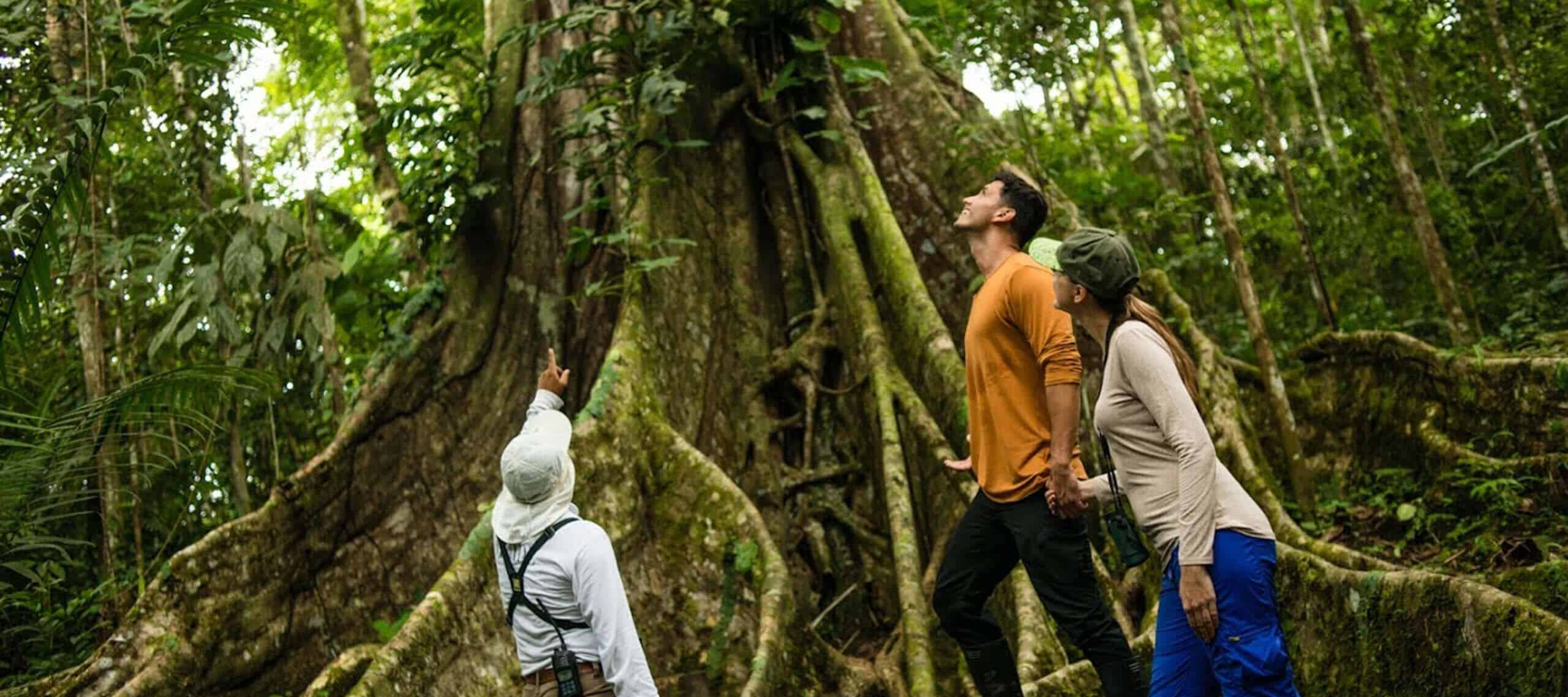 Three people in outdoor clothing stand at the base of a large tree with thick, sprawling roots in the dense Amazon Rainforest, looking up as one gestures upward—capturing the wonder of an unforgettable Amazon Rainforest Honeymoon.