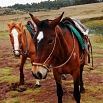 Two saddled horses stand on grassy ground near a pond, with trees and hills in the background—perfect for those seeking a fabulous trip or planning their next travel adventure.