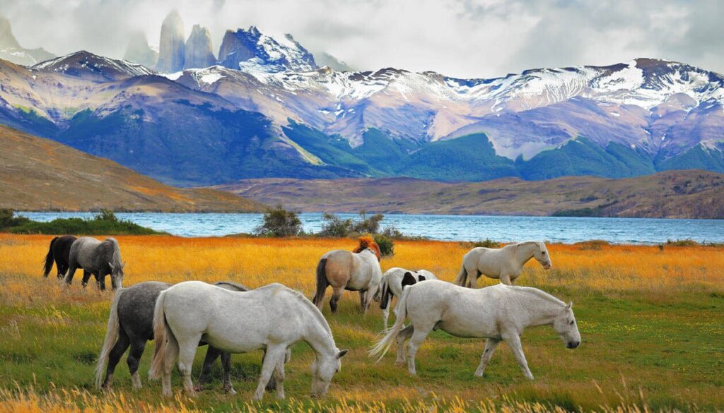 A group of horses, part of Patagonian wildlife, graze on a grassy field with a lake and snow-capped mountains in the background under a cloudy sky.