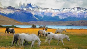 A group of horses, part of Patagonian wildlife, graze on a grassy field with a lake and snow-capped mountains in the background under a cloudy sky.