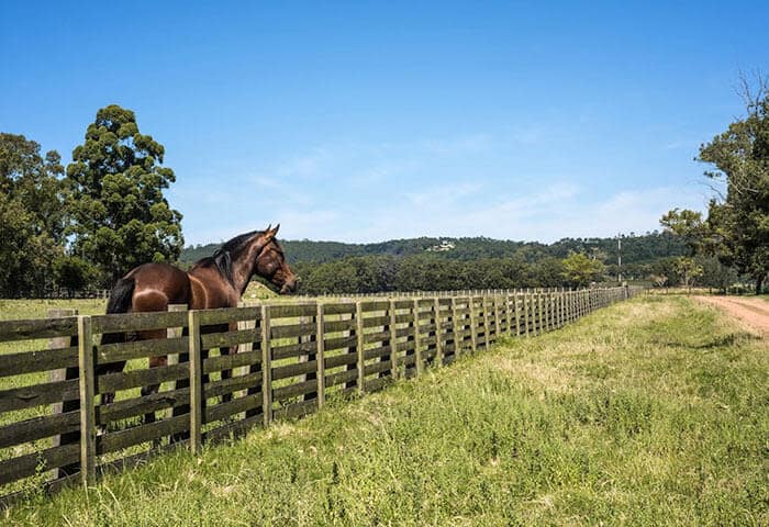 A brown horse stands behind a wooden fence in a grassy field under a clear blue sky, inviting you to explore the scenic countryside and discover unique things to do while traveling in South America.