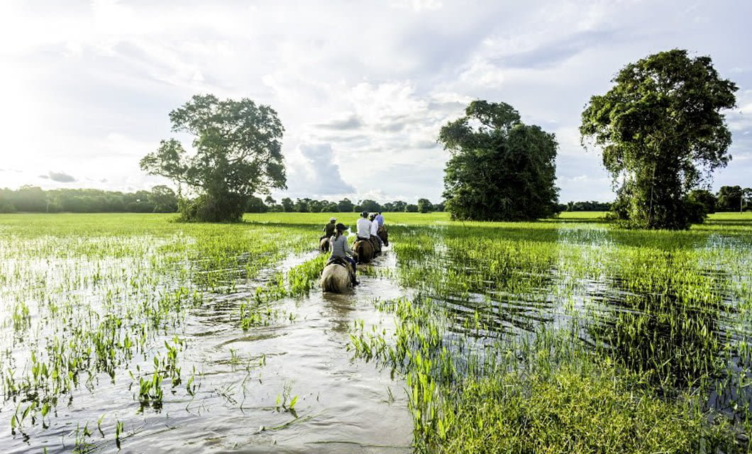 People riding elephants through a flooded grassy field near Pousada Rio Mutum, with large trees in the background under a cloudy sky.
