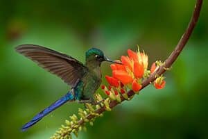 Highlights-of-the-Amazon-Rainforest