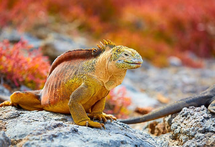 A yellow and brown land iguana sits on a rocky surface with red and green plants blurred in the background—a must-see sight when you travel to the Galapagos Islands.