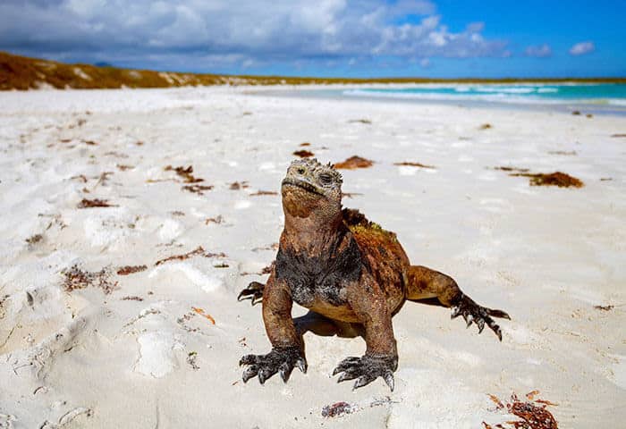 A marine iguana with rough, scaly skin sits on a sandy beach under a bright blue sky, with the ocean and vegetation in the background—a classic scene among the unique wildlife you’ll discover during Galapagos activities.