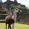 A llama stands on grass in front of ancient stone ruins and terraces at Machu Picchu, with majestic mountains rising in the background under a sunny sky.