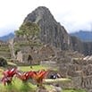 Ancient stone ruins of Machu Picchu sit among green terraces with a tall, steep mountain in the background and vibrant red flowers in the foreground, offering amazing views that captivate every visitor.