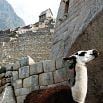 A llama stands near ancient stone walls at Machu Picchu, where terraced ruins climb up the mountainside beneath a cloudy sky.