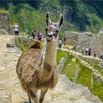 A llama stands like a rock star on a stone pathway at Machu Picchu, with green mountains and ancient stone ruins behind it. Tourists, eager for a 5 star view, can be seen walking along the path.