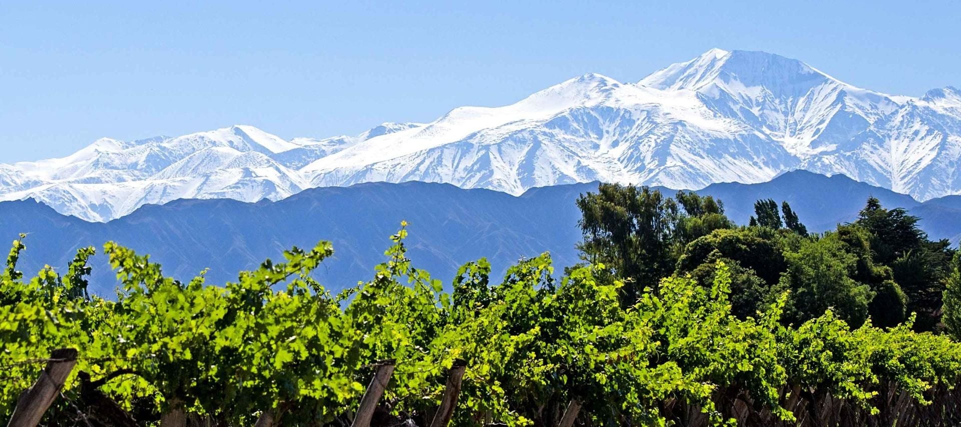 Rows of lush green grapevines in the foreground with Argentina’s tall, snow-capped mountains under a clear blue sky in the background—an ideal setting for exploring vineyards and discovering recommended hotels nearby.