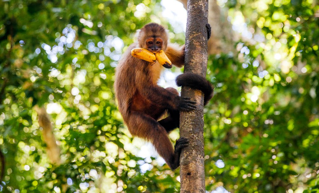 A brown monkey climbs a tree while holding a banana in its mouth, surrounded by lush green foliage in a sunlit forest near Corto Maltes Lodge.