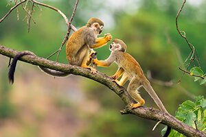 Highlights-of-the-Amazon-Rainforest